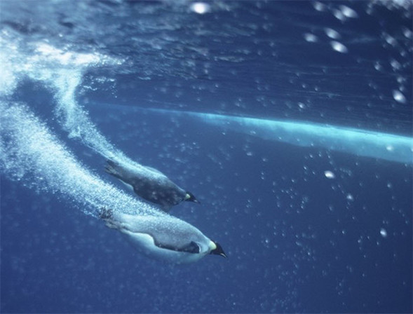 Заплыв императорских пингвинов. антарктика.