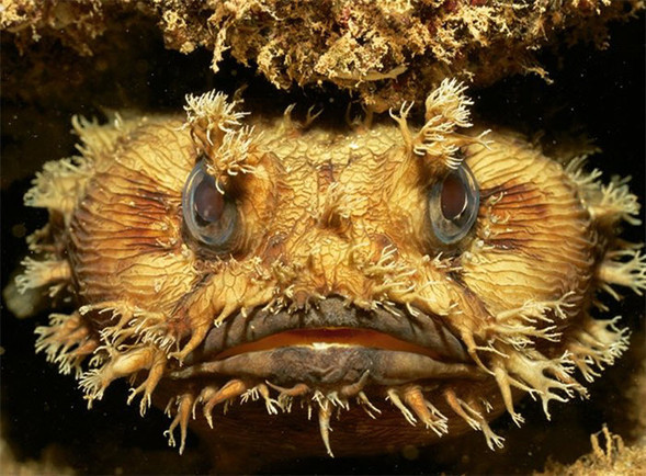 Природный камуфляж, позволяющий рыбе-жабе прятаться в кораллах. морской парк ningaloo, западная австралия.