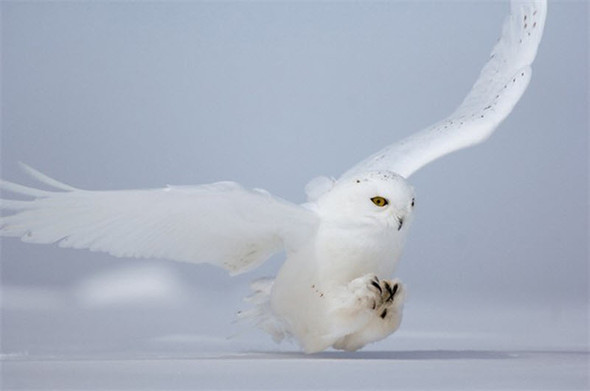 Белая сова на зимней охоте. добыча притаилась под снегом. квебек, канада.
