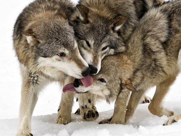 Timber wolves, photograph by jacqueline crivello