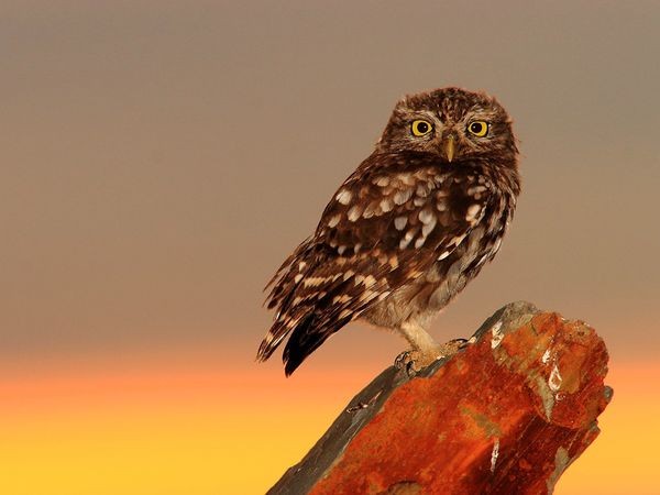 Little owl, spain, photograph by andres lopez