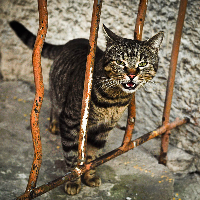 Фотографія Вечно голодный дворовой кошак.... / Oksana Muhalushun / photographers.ua