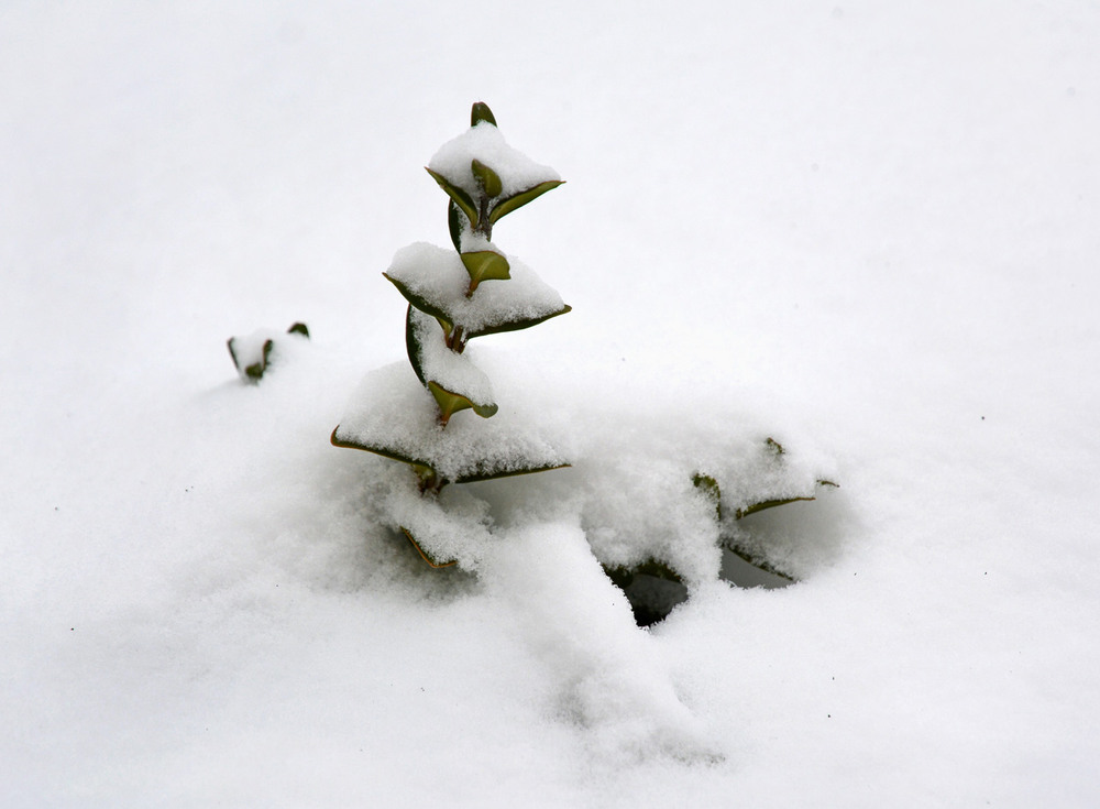 Фотографія зимний минимализм / Синельников Александр / photographers.ua