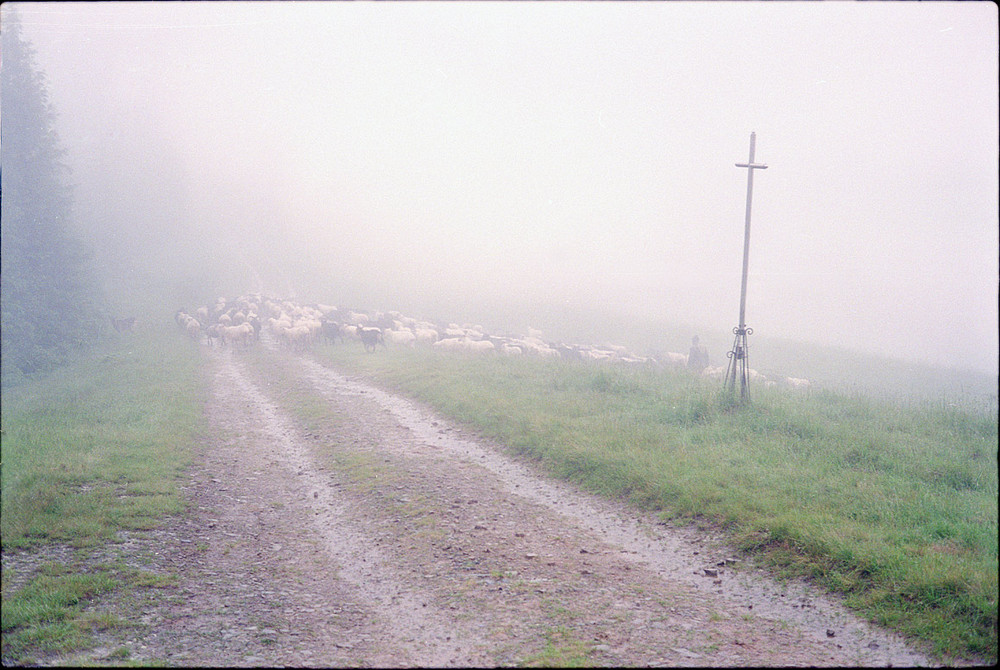 Фотографія Дощ, Петро і вівці -1 / Роман Михайлюк / photographers.ua