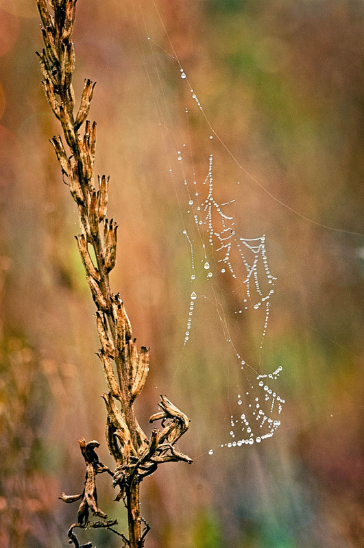 Фотографія ..фантом.. / Александр Сварной / photographers.ua