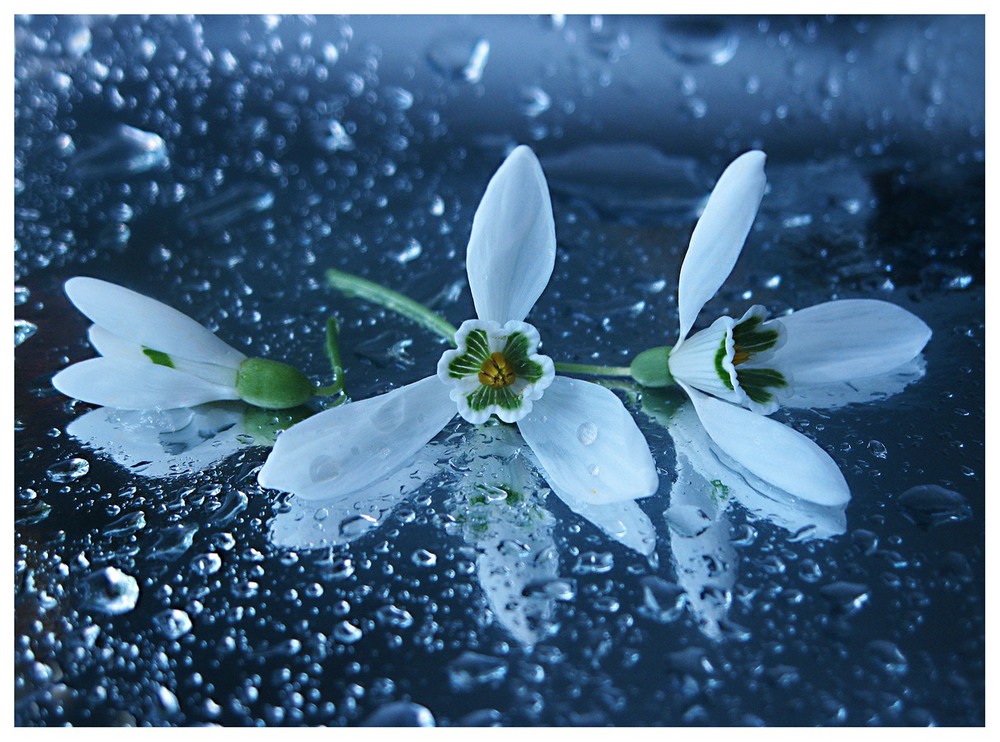 Фотографія Spring colors. Blue. / Estella / photographers.ua