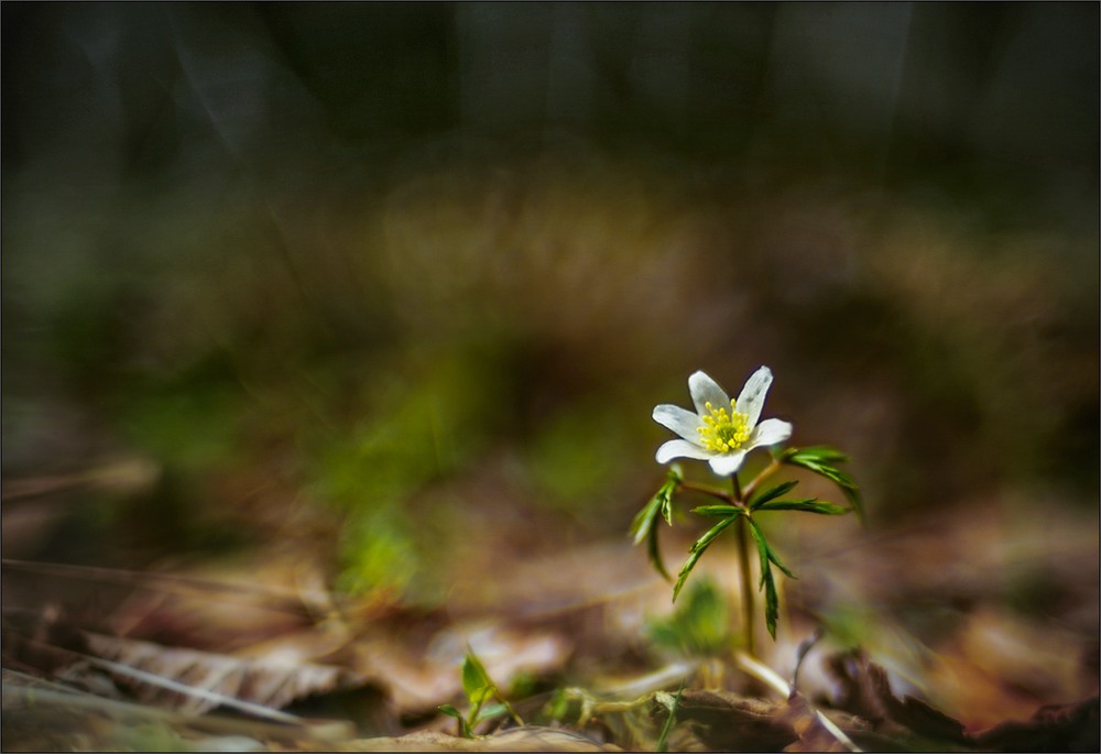 Фотографія Про утренний цветочек у тропинки... / Taabu / photographers.ua