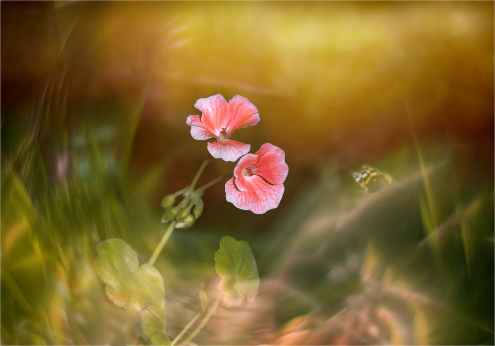 Фотографія Волны цветения / HELLEN / photographers.ua