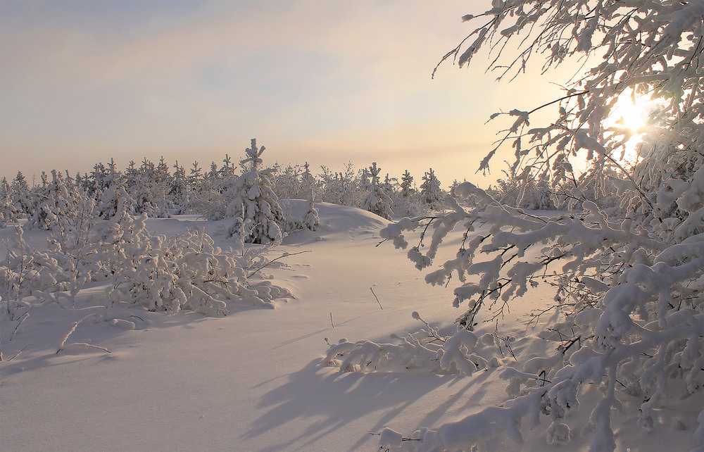 Фотографія В объятиях снежной тишины... / Евгения Левина / photographers.ua