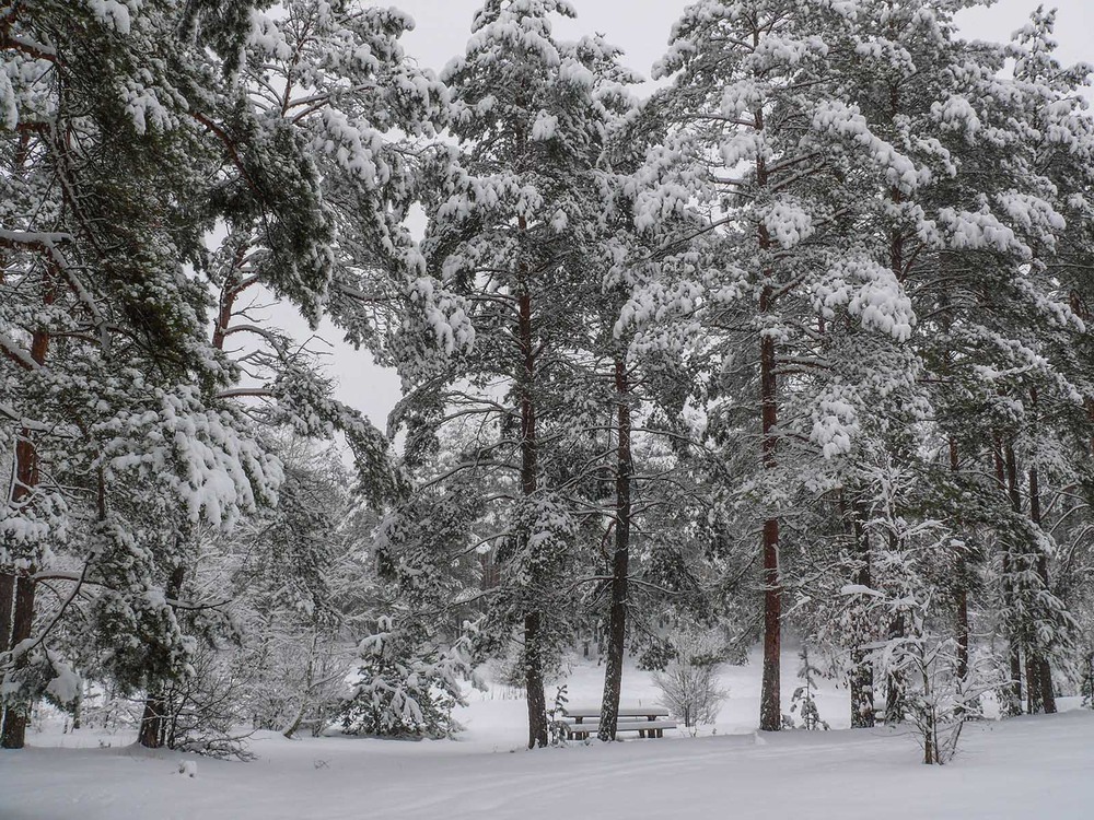 Фотографія Зимовий ліс / Farernik / photographers.ua