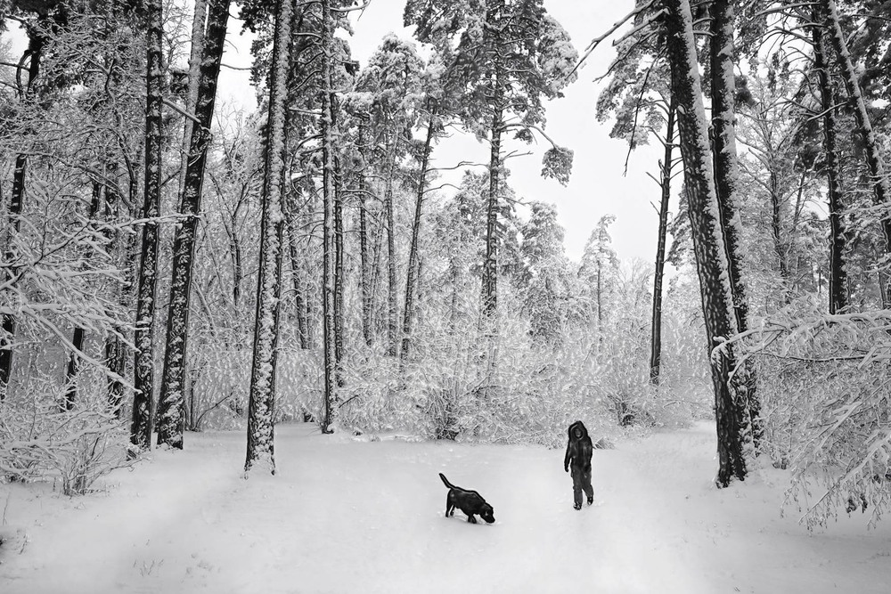 Фотографія Embossed winter forest / svandrii (Андрій) / photographers.ua
