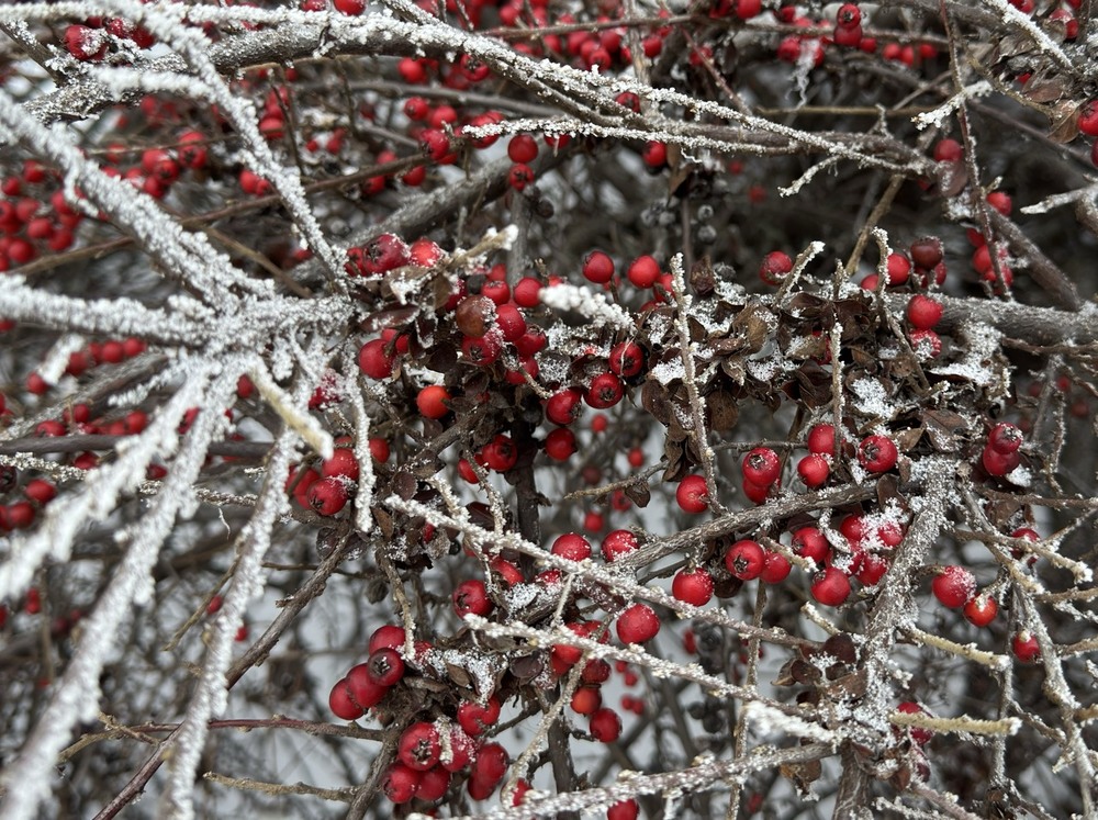 Фотографія Глід / photographers.ua