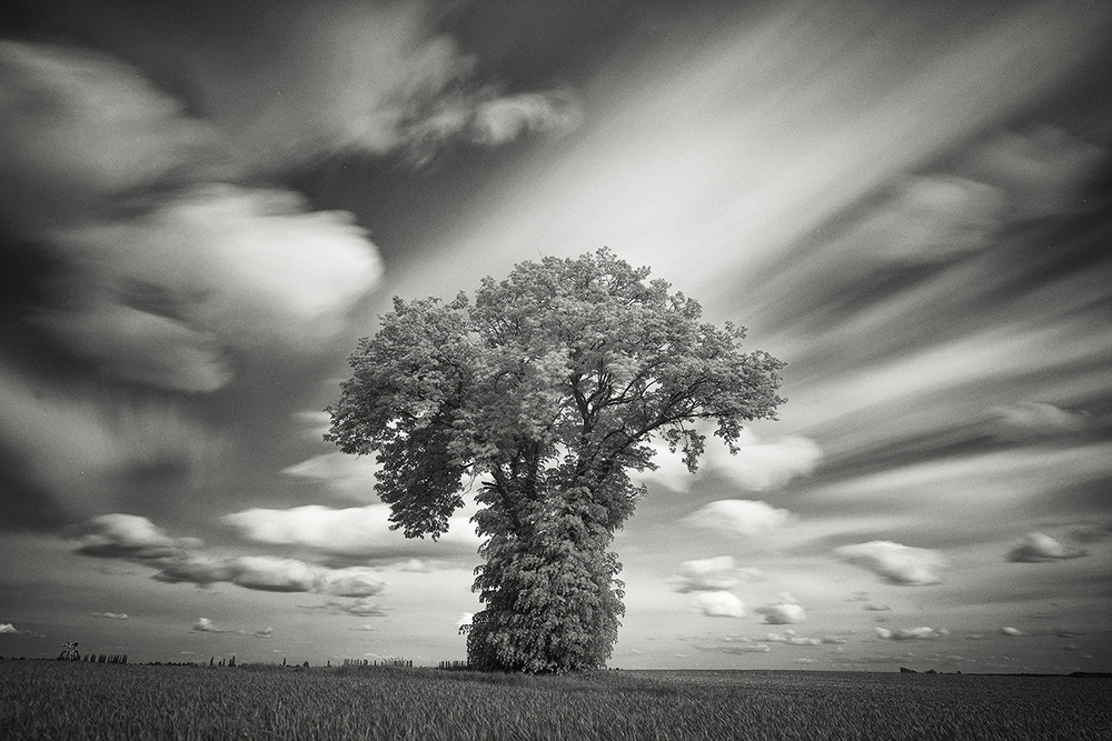 Фотографія Вартовий волинського неба... / Taras Tsybukh / photographers.ua