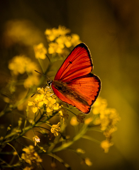 Фотографія метелик / Stas Dudkin / photographers.ua