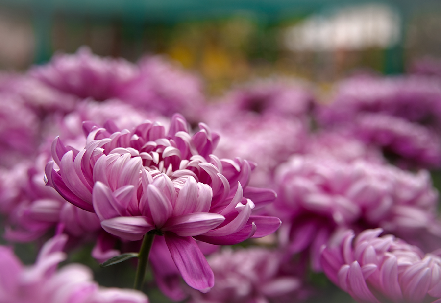 Фотографія Хризантема-цветок осенний / Isa / photographers.ua