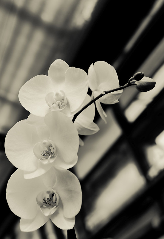 Фотографія вlack & white orchid / Isa / photographers.ua