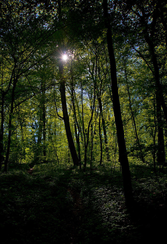 Фотографія лесными тропами / Isa / photographers.ua