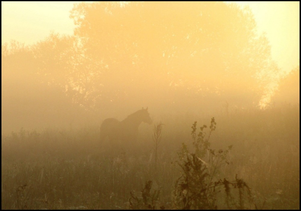 Фотографія И снова туман и снова лошадь . / Look / photographers.ua