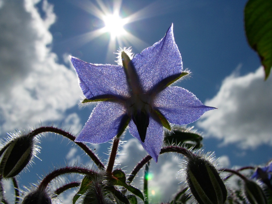 Фотографія Borago / Look / photographers.ua