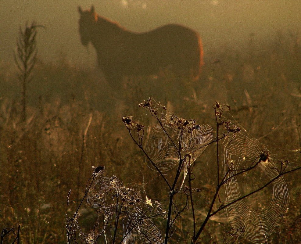 Фотографія Паутинки и лошадь.. / Look / photographers.ua