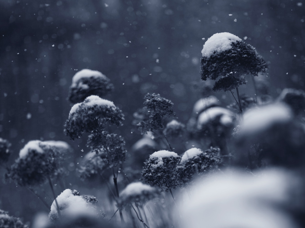 Фотографія февральский снег / O N / photographers.ua