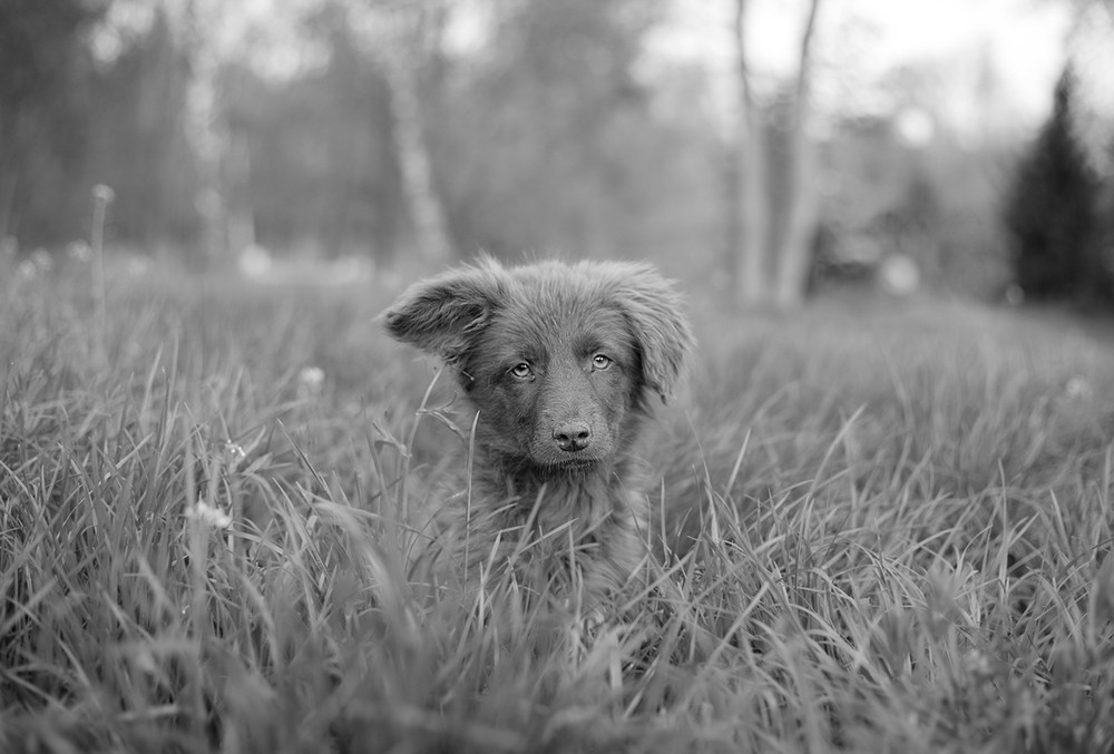 Фотографія Животные / Яковлєв Володимир / photographers.ua