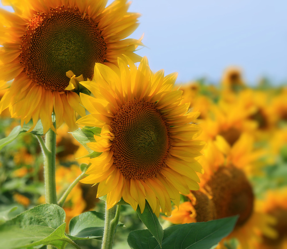 Фотографія petals of a sun / Алексей Корецкий / photographers.ua