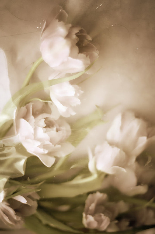 Фотографія тюльпаны. они прекрасны / Катя Лифанова / photographers.ua