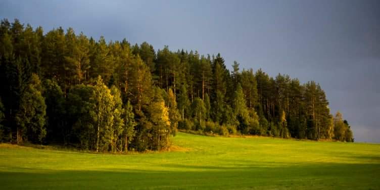 Фотографія Шведский лес / Александр Проскурин / photographers.ua
