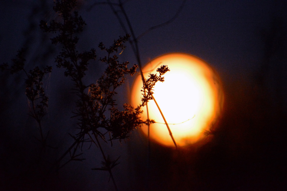 Фотографія Великий місяць / Пархоменко Олександр / photographers.ua