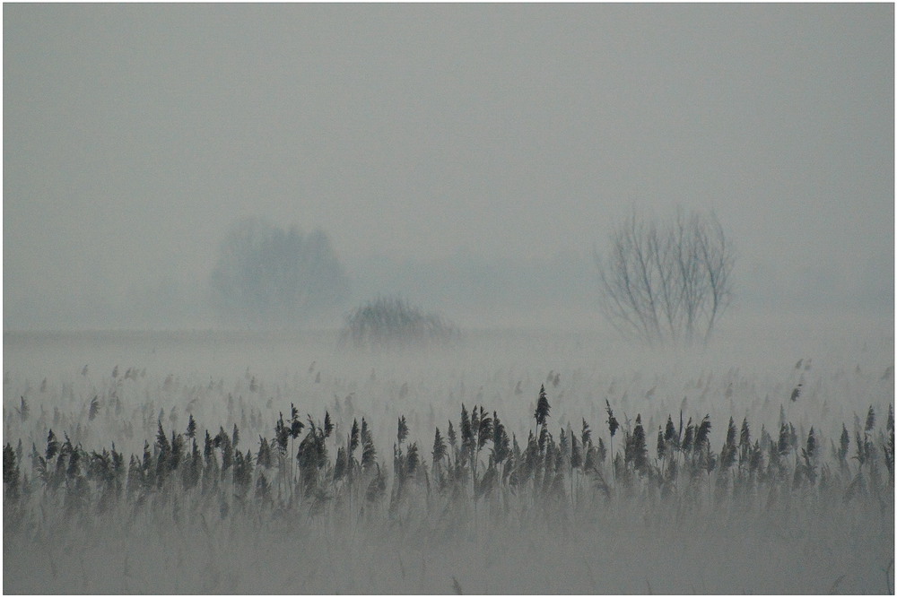 Фотографія Очерет в тумані / Пархоменко Олександр / photographers.ua