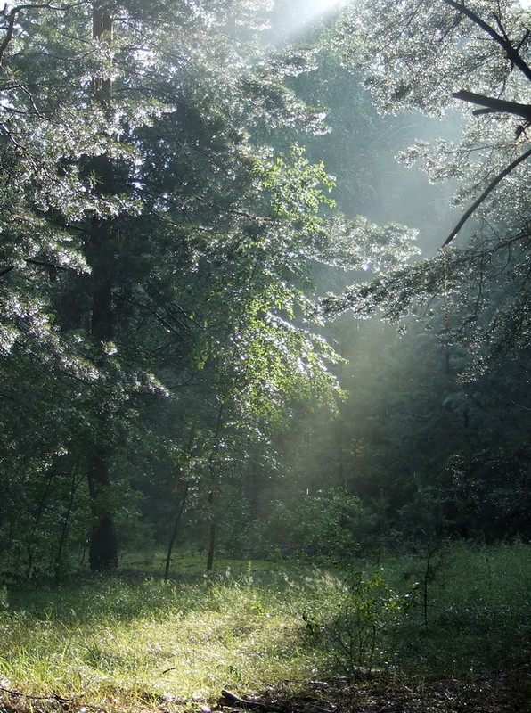 Фотографія В лесу, после дождя / Пархоменко Олександр / photographers.ua