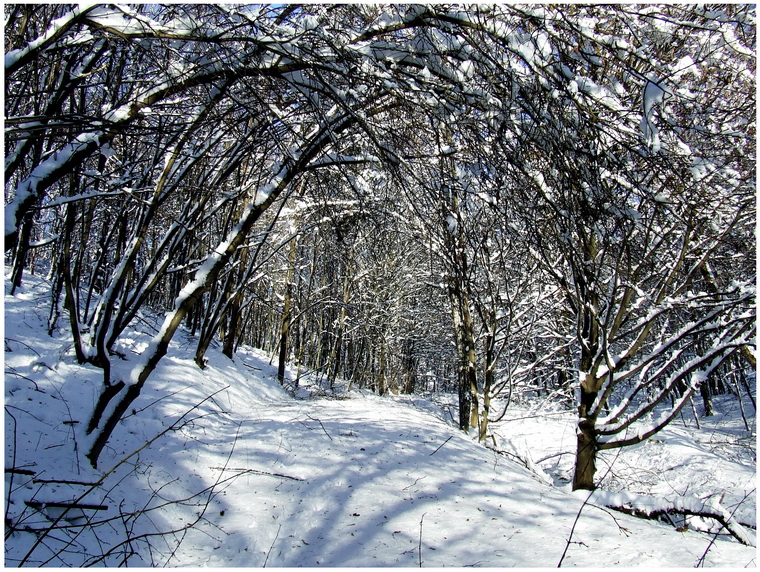 Фотографія После снегопада / Пархоменко Олександр / photographers.ua