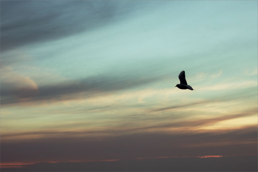 Фотографія чайка в акварельном небе / Андрей Вишневский / photographers.ua