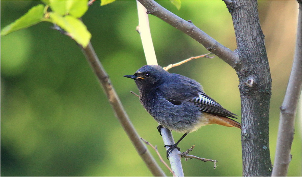 Фотографія Горихвістка чорна (Phoenicurus ochruros) / Yehuda Chaim / photographers.ua