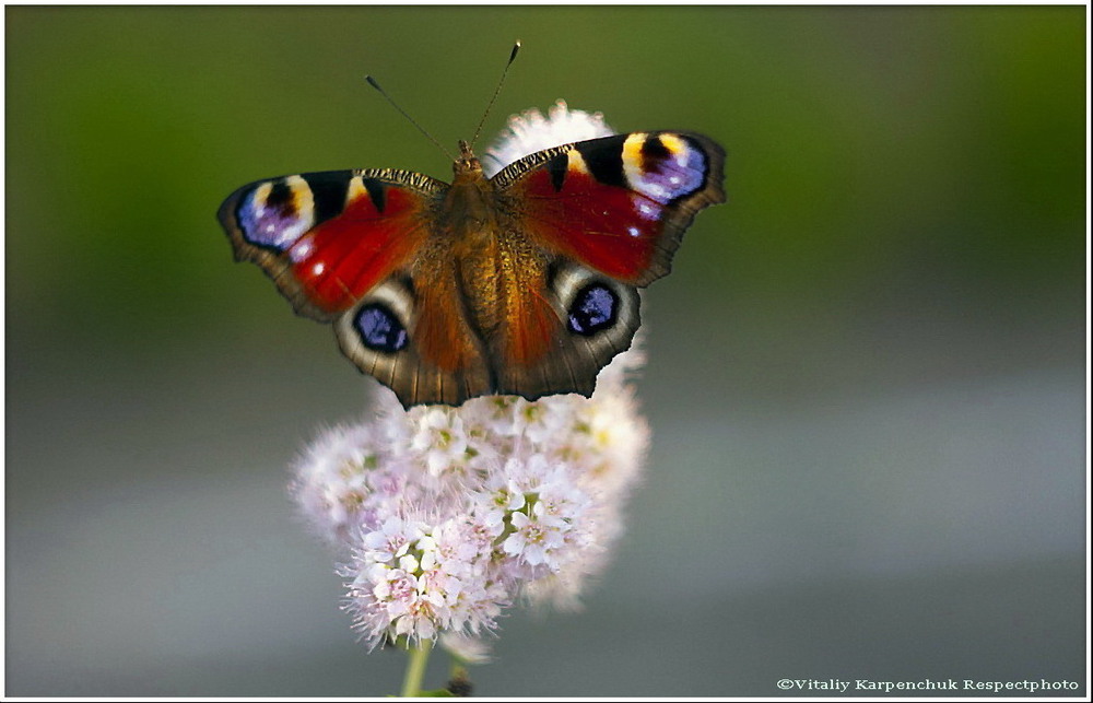 Фотографія Метелик / Yehuda Chaim / photographers.ua