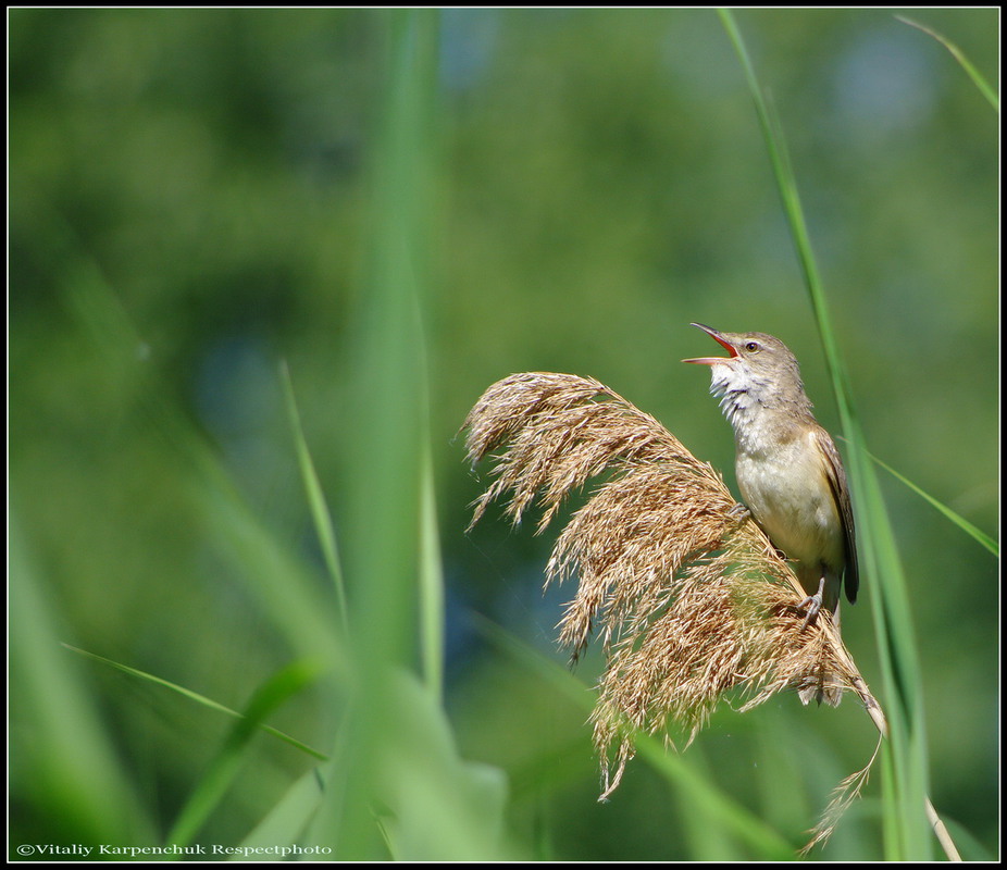 Фотографія Очеретянка велика (Acrocephalus arundinaceus) / Yehuda Chaim / photographers.ua