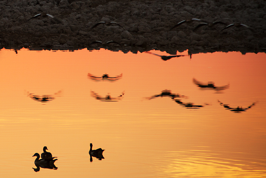 Фотографія и черными тенями на воду птицы опускались... / Irina Art / photographers.ua