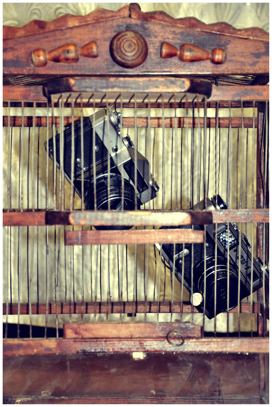 Фотографія птички в клетке / Андрей Верещагин / photographers.ua