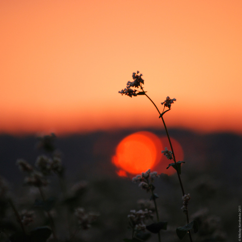 Фотографія Time of the setting sun / Микола Коробенко / photographers.ua