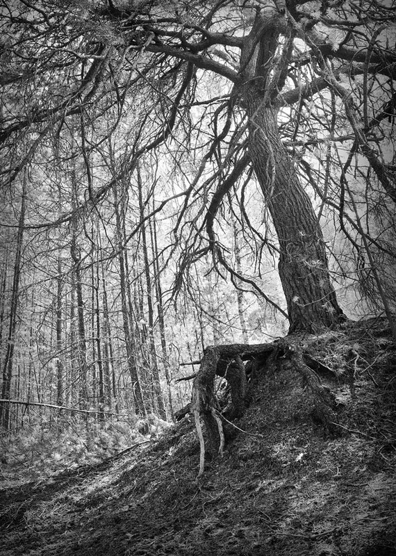 Фотографія лісова горгона... / Maks Dmytrenko / photographers.ua