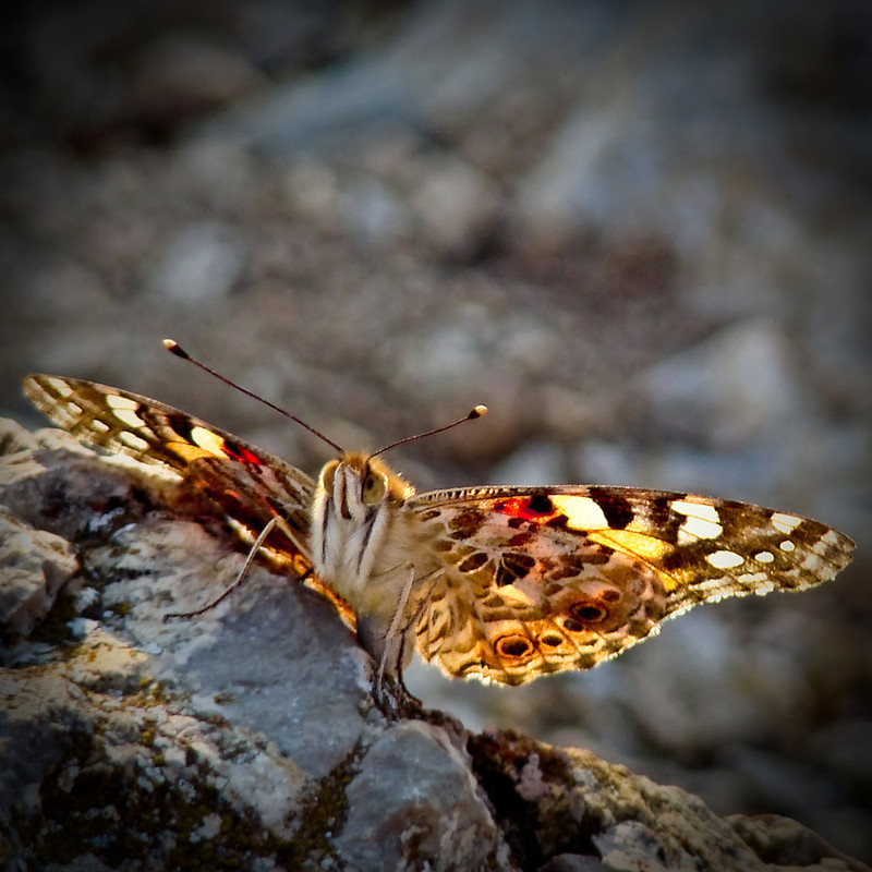 Фотографія метелик в квадраті... / Maks Dmytrenko / photographers.ua