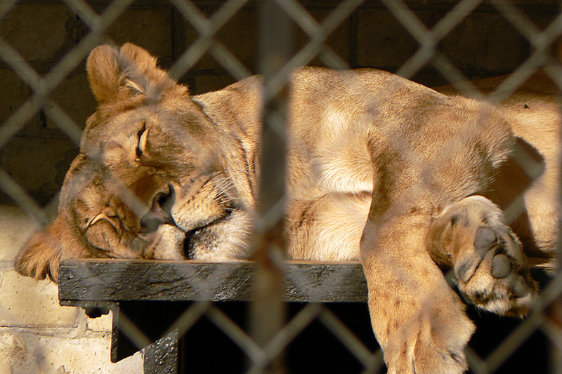 Фотографія Не будіть сплячого лева... / Глеб / photographers.ua