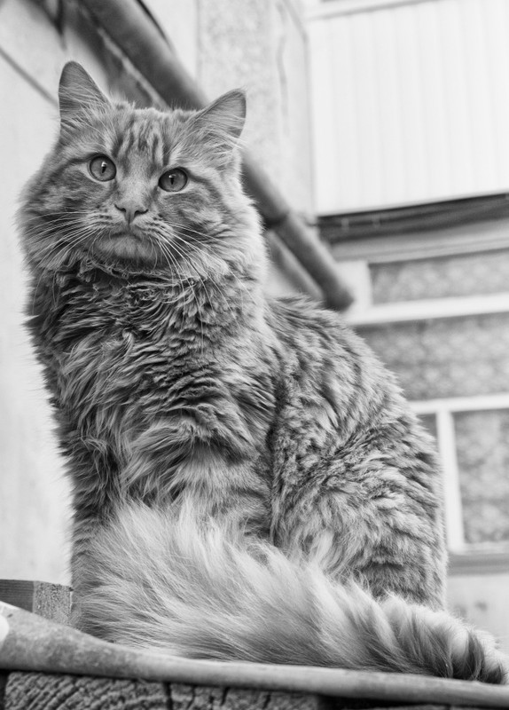 Фотографія Красивый кот / Дмитрий Кулешов / photographers.ua