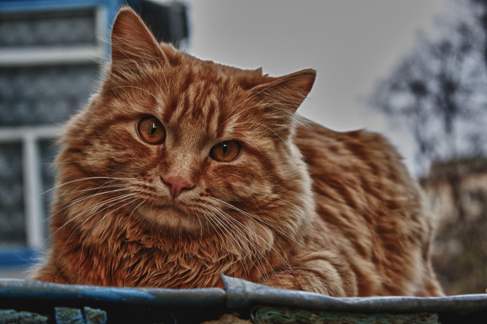 Фотографія Красивый кот #2 / Дмитрий Кулешов / photographers.ua