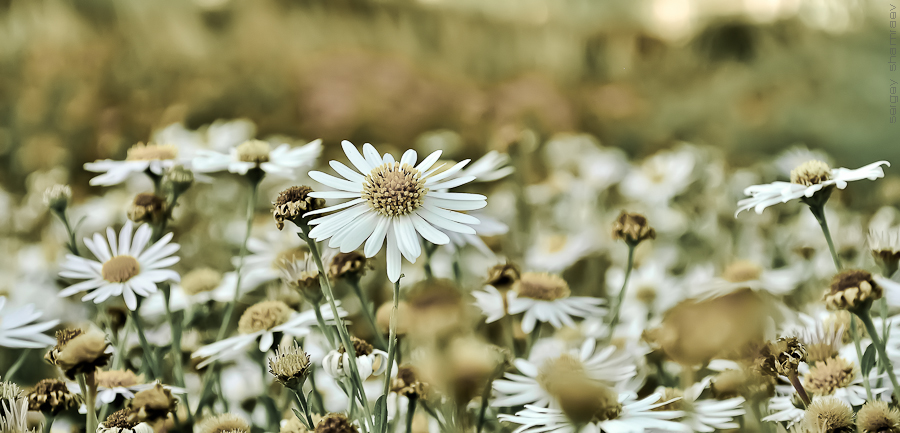 Фотографія daisies / sergey / photographers.ua