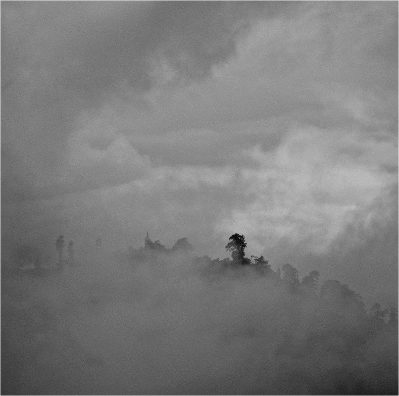 Фотографія про кедр в хмарах / Trinitrotoluol / photographers.ua