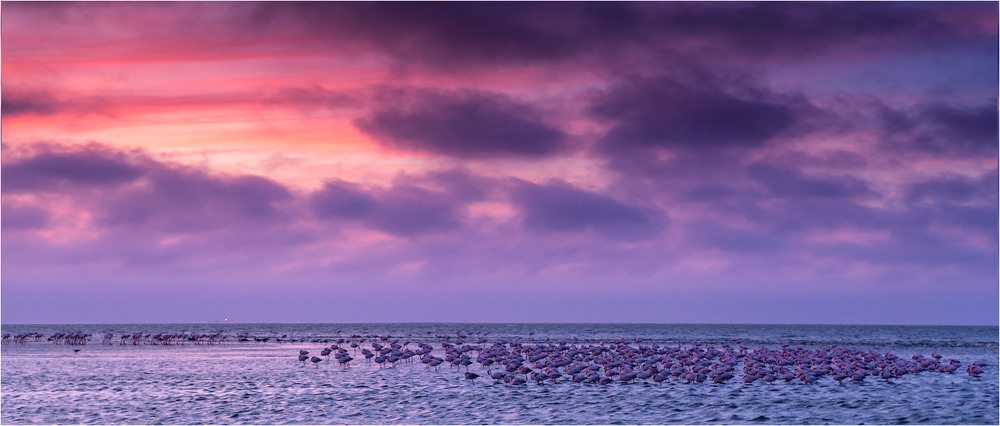 Фотографія Розовые фламинго на закате / Trinitrotoluol / photographers.ua