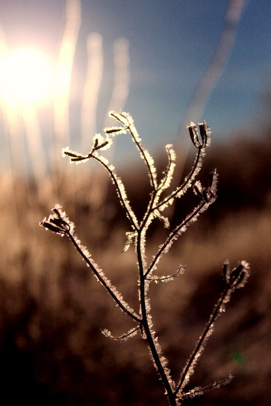 Фотографія Согревая зиму...;) / Виктор Коваленко / photographers.ua