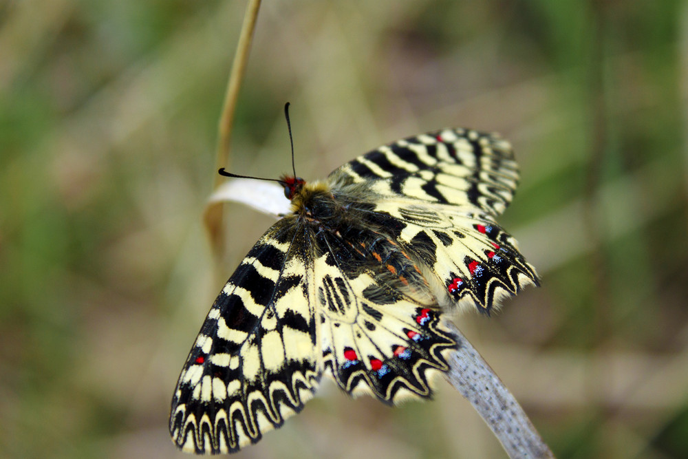 Фотографія Поликсена - королева бабочек. / Виктор Коваленко / photographers.ua